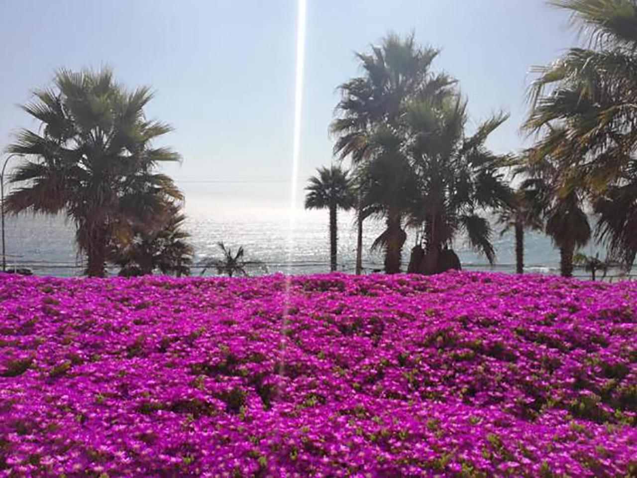 Playa Paraiso Resort Concón Екстериор снимка